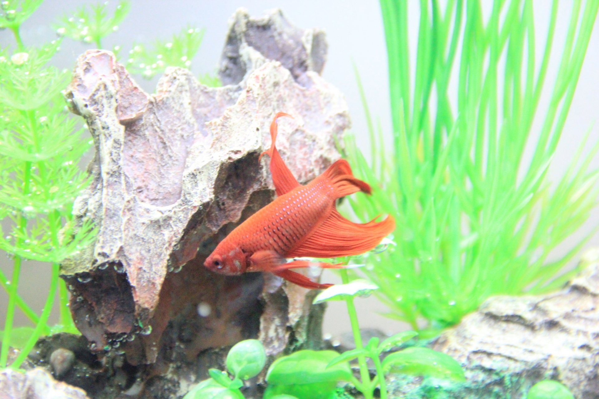 紅色鬥魚在水缸中