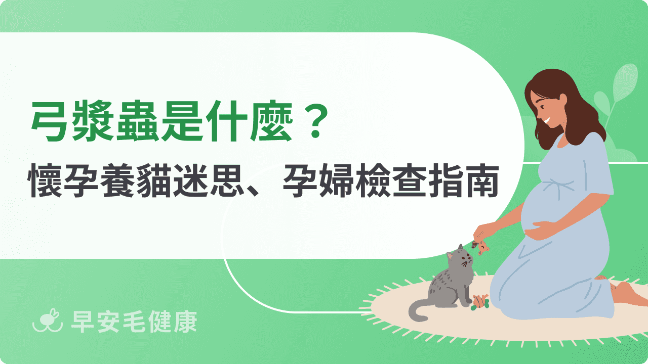 弓漿蟲是什麼？懷孕可以養貓嗎？破解 3 大傳染迷思與孕婦檢查須知