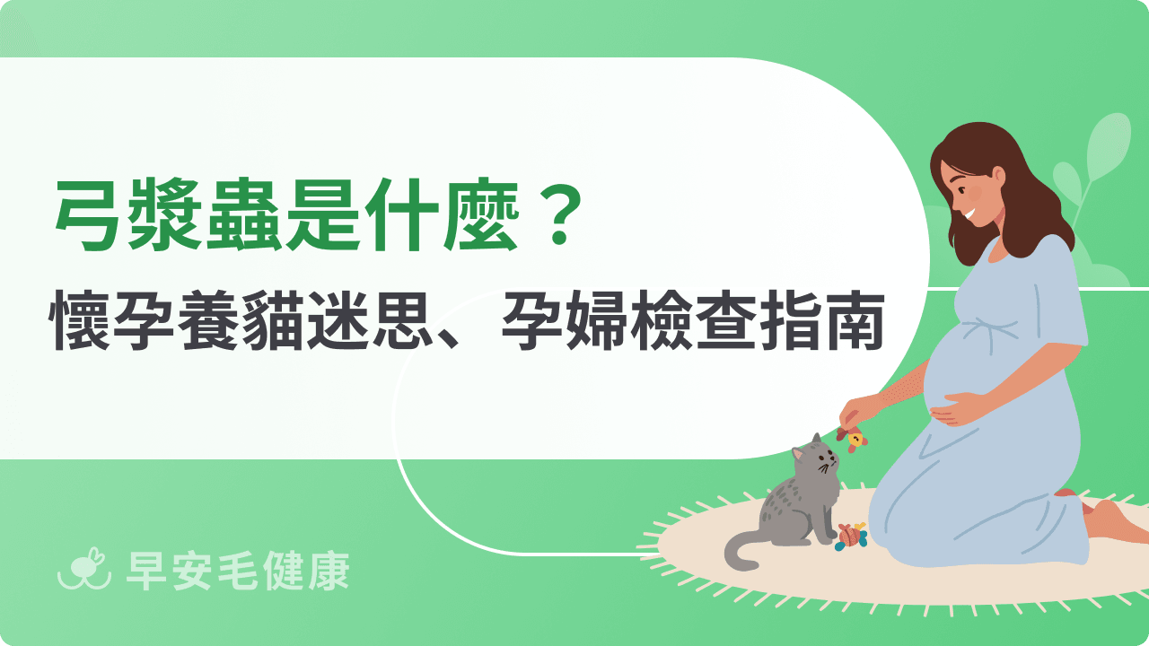 弓漿蟲感染怎麼辦？孕婦養貓如何預防弓漿蟲？弓漿蟲檢查懶人包