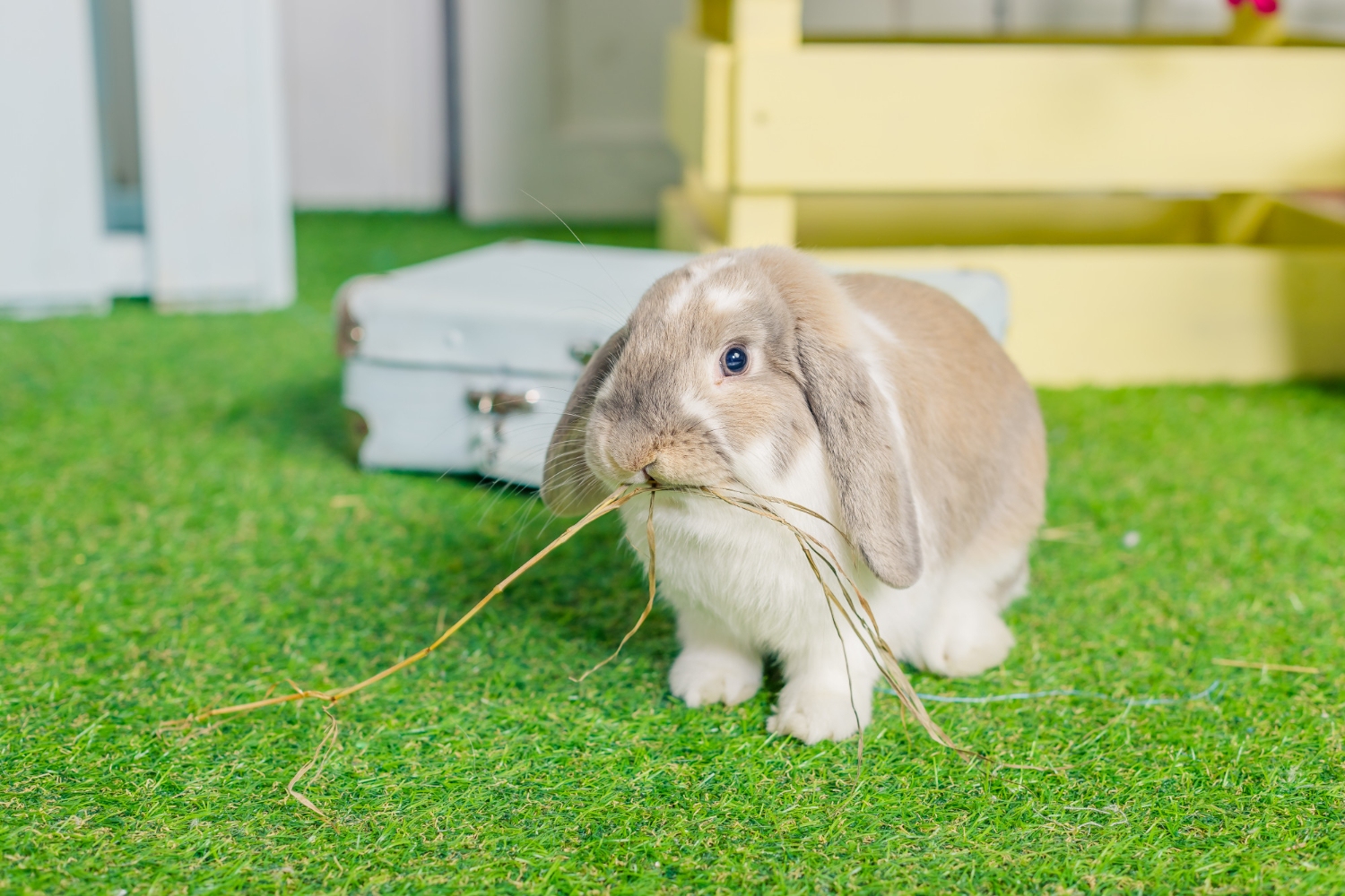 垂耳兔寶寶正在啃草