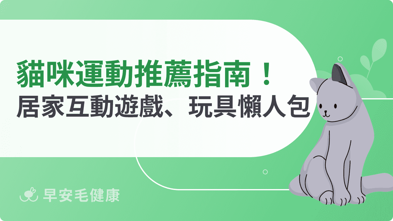 貓咪運動推薦指南！居家互動遊戲、玩具懶人包分享