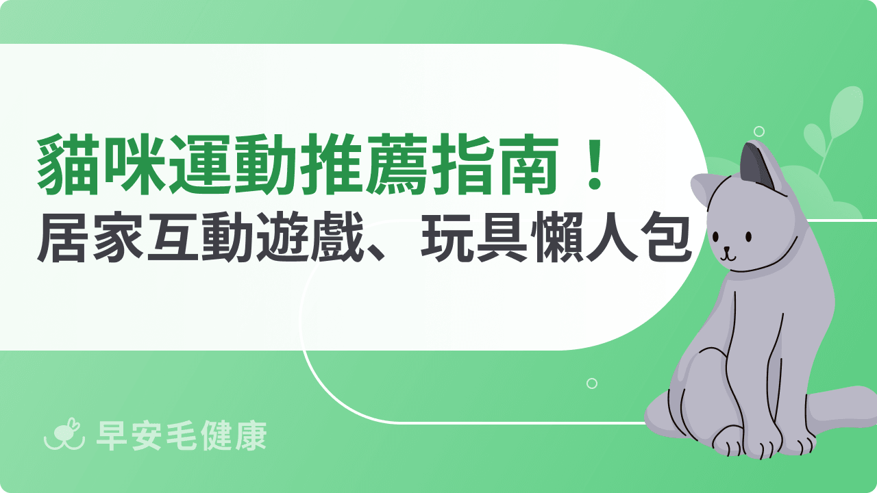 貓咪運動推薦指南！居家互動遊戲、玩具懶人包分享