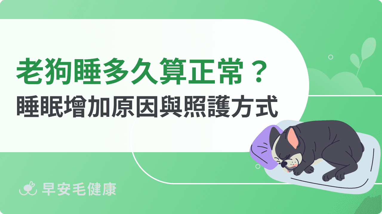 老狗睡眠時間多久算正常？解析狗狗睡眠增加原因與照 護方式