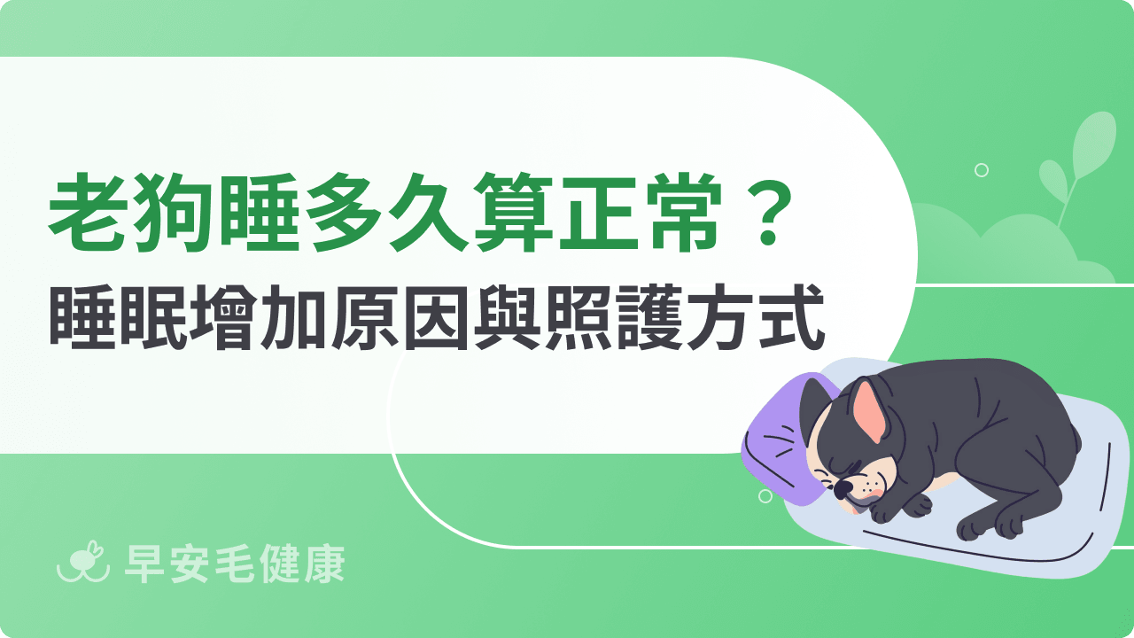 老狗睡眠時間多久算正常？解析狗狗睡眠增加原因與照護方式