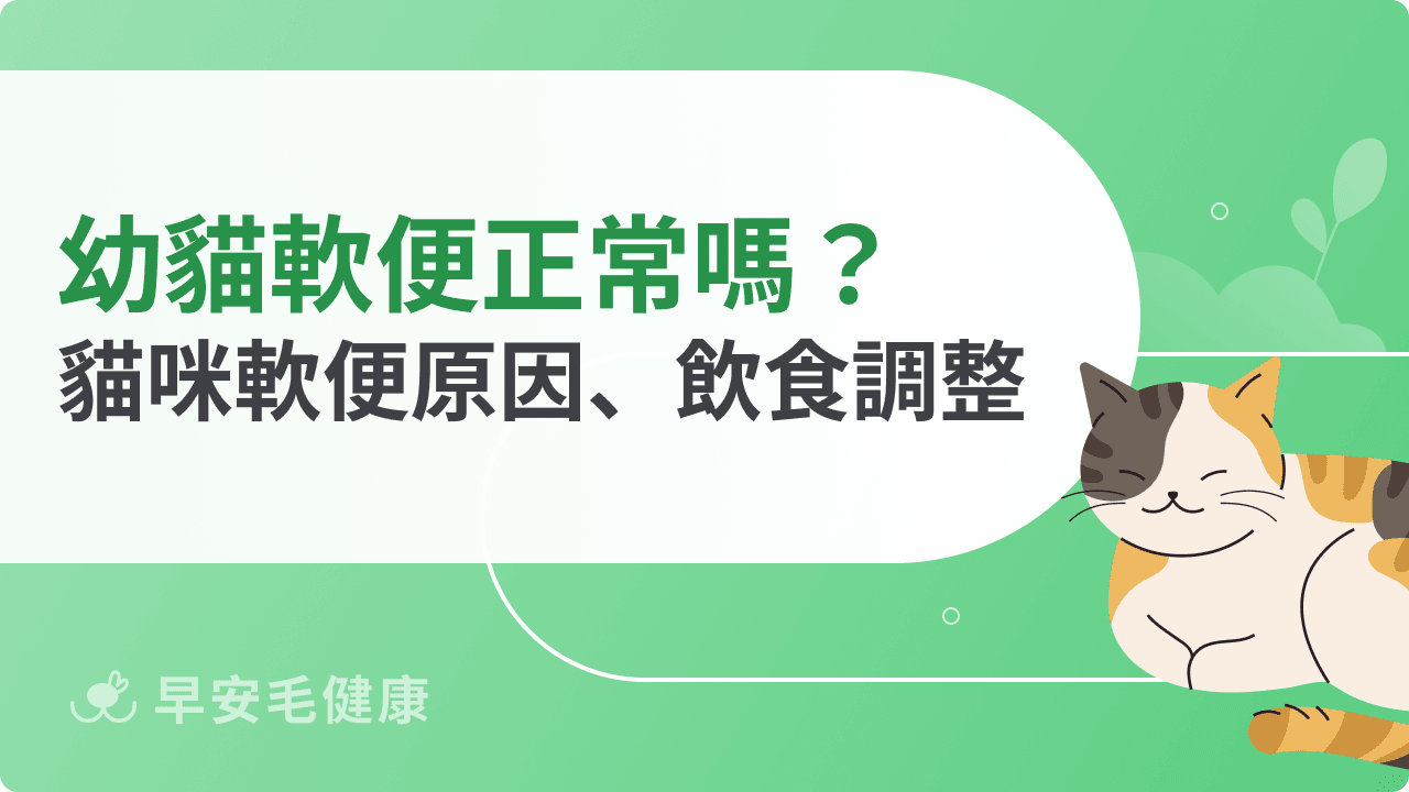 幼貓軟便正常嗎？盤點貓咪軟便原因、飲食調整策略