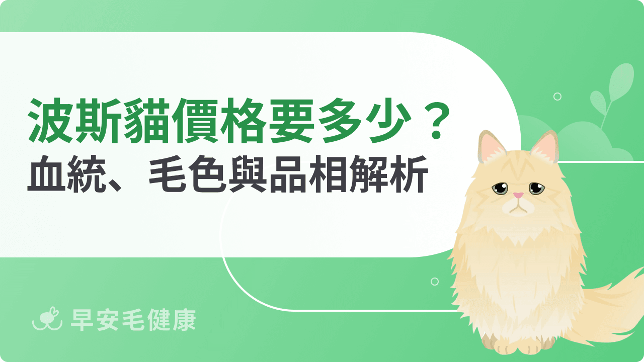 波斯貓價格行情公開！影響售價的血統、毛色與品相完整解析