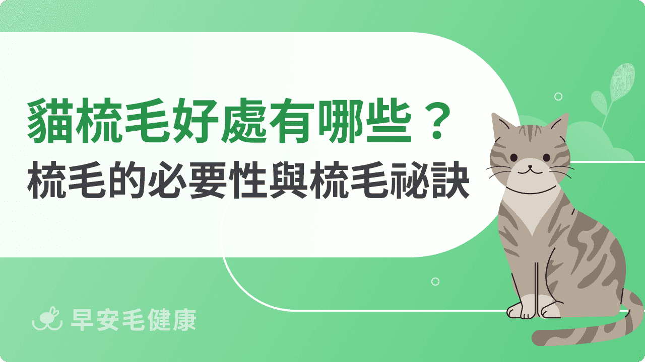 貓梳毛好處有哪些？貓咪梳毛的必要性與梳毛祕訣