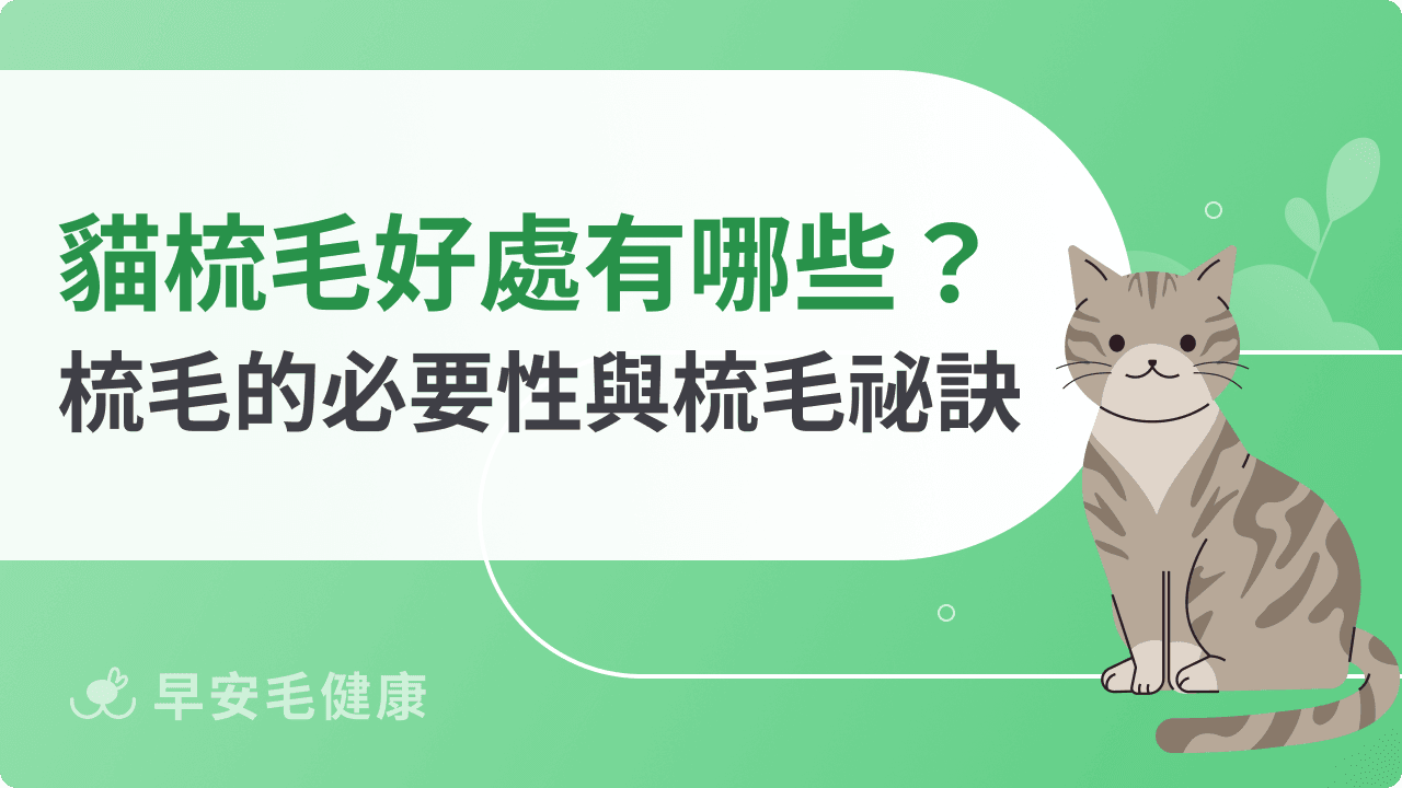 貓梳毛好處有哪些？貓咪梳毛的必要性與梳毛祕訣