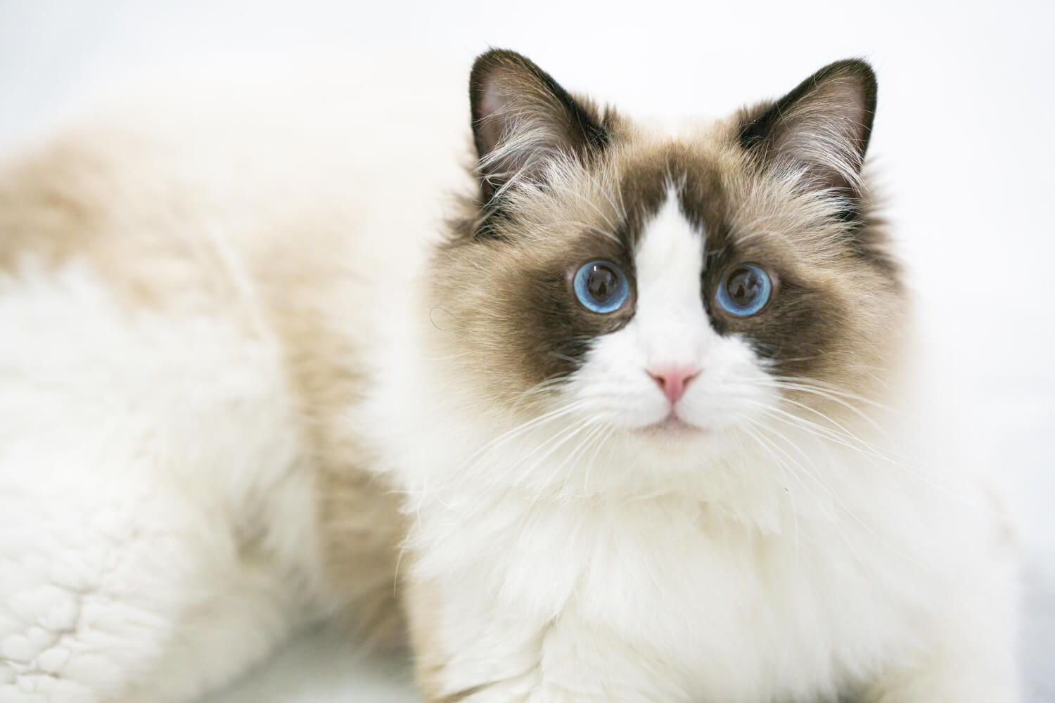 204. AI - ragdoll-cat-hair-loss-1