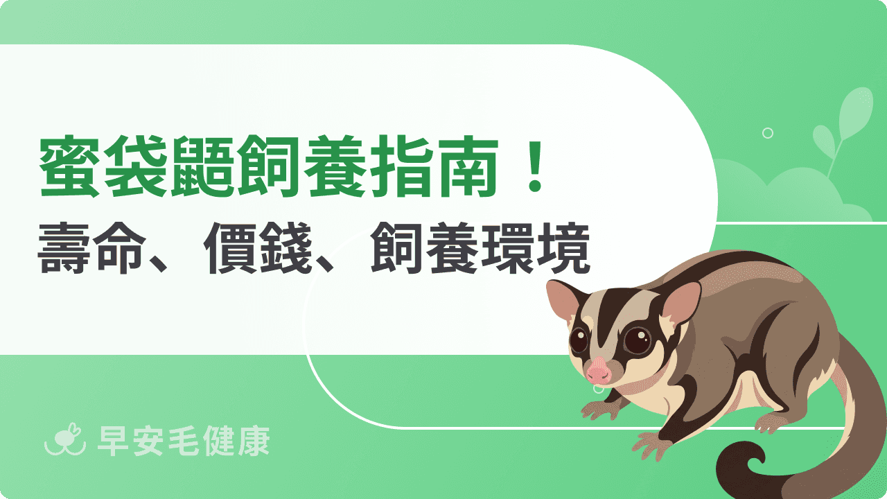 蜜袋鼯好養嗎？新手必看：缺點、壽命、奶蜜照顧全攻略