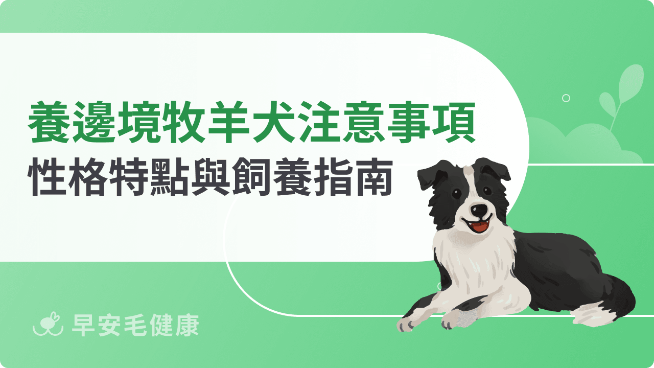 養邊境牧羊犬要注意什麼?性格特點與飼養指南一次看