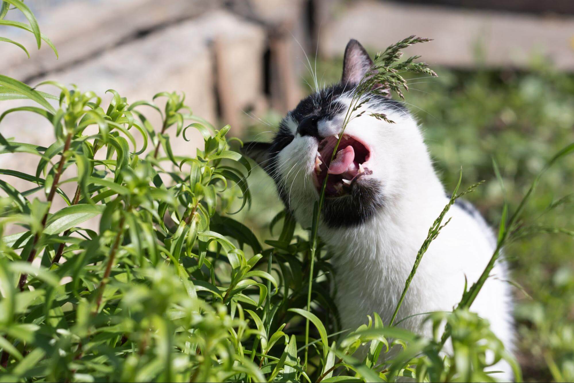 259. AI - benefits-of-catnip-1