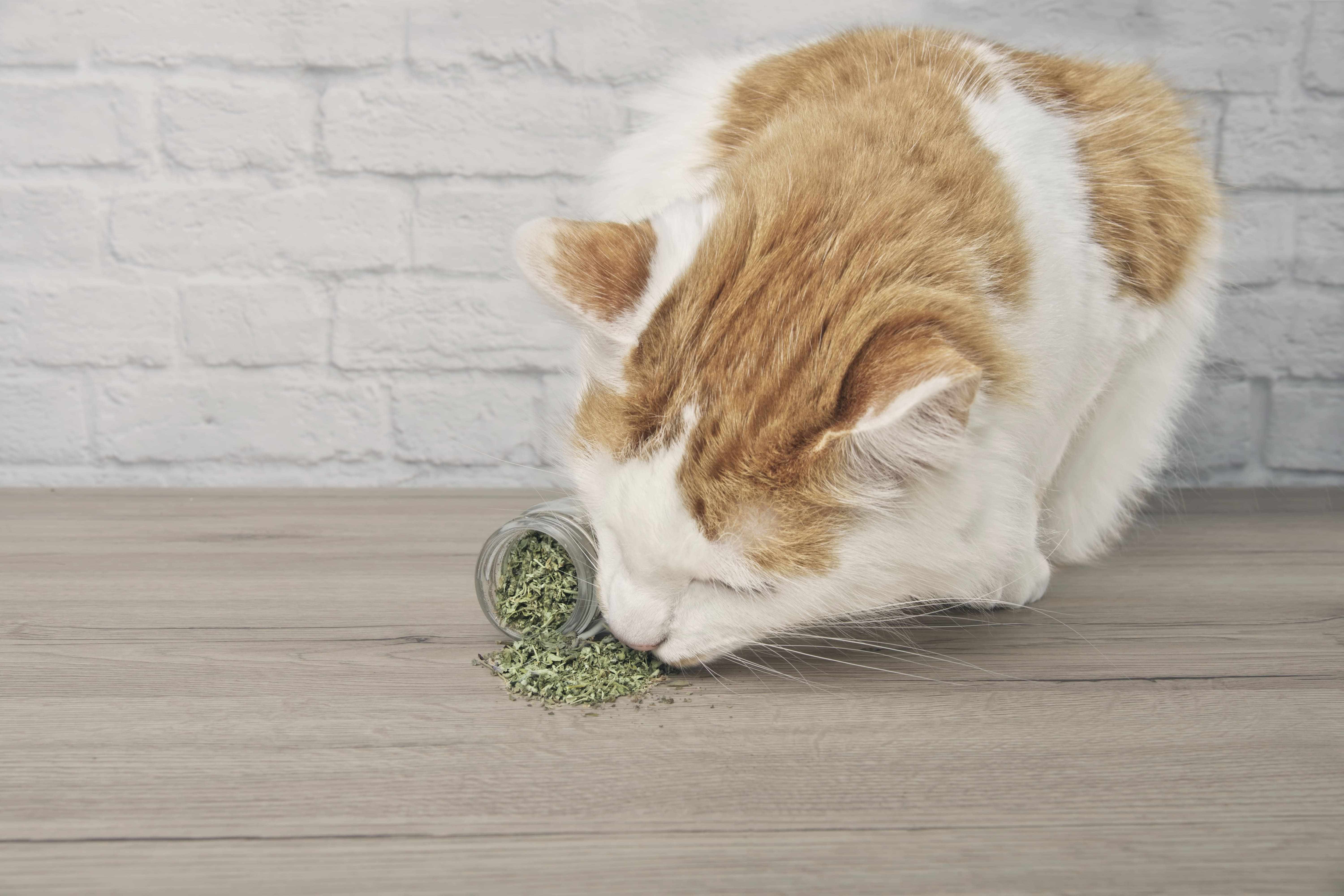 comprehensive-introduction-to-catnip-3