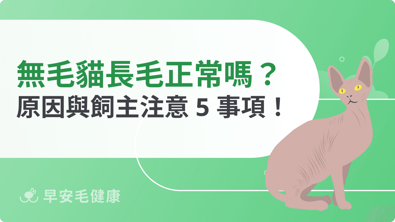 無毛貓長毛正常嗎？造成長毛原因與飼主需注意事項