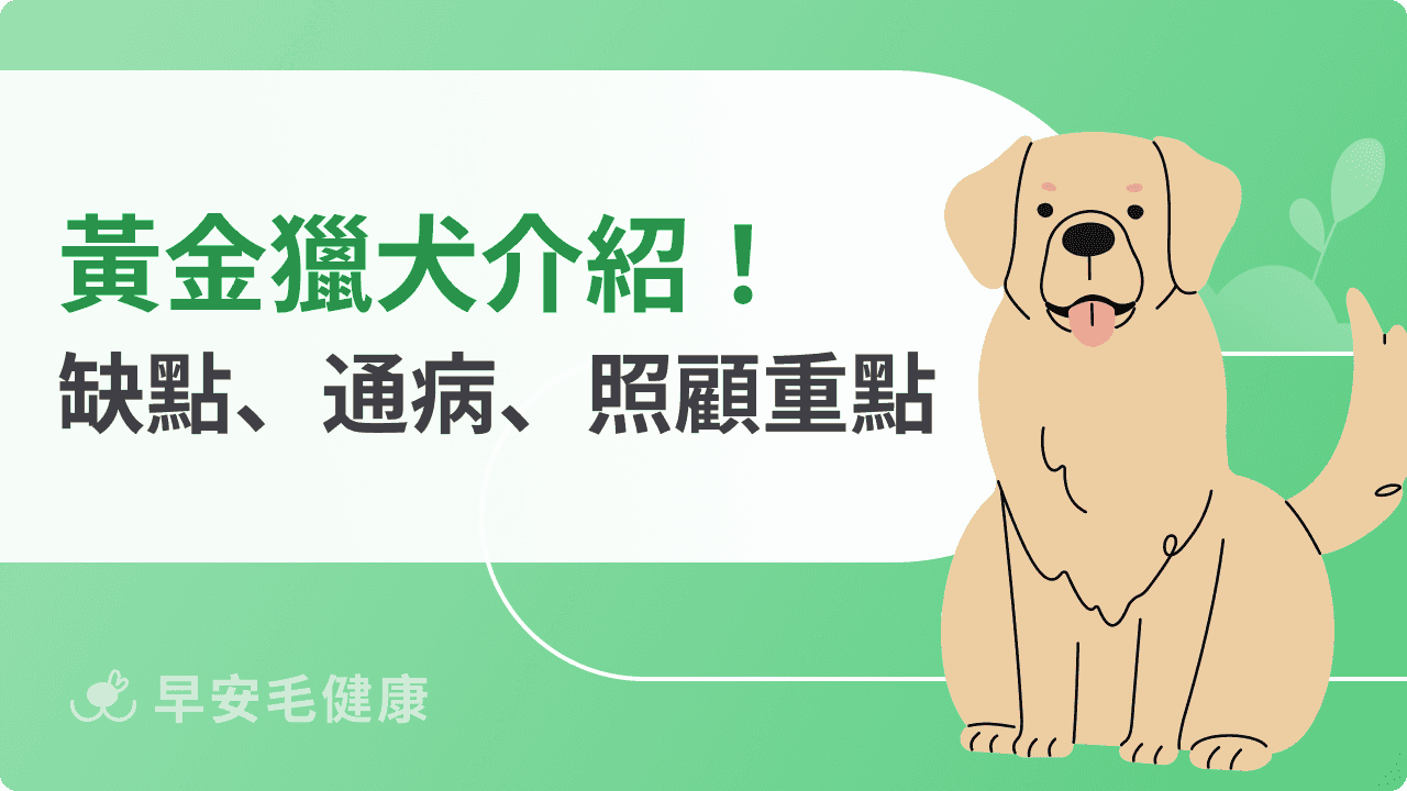 黃金獵犬好養嗎？金毛品種個性、價格、疾病、領養重點分享