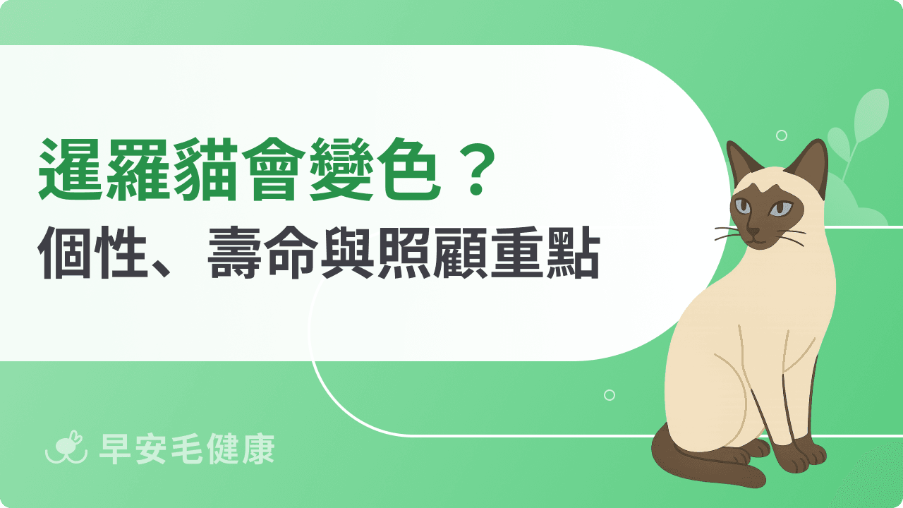 暹羅貓價格行情多少？揭密暹羅貓變色原理、領養指南