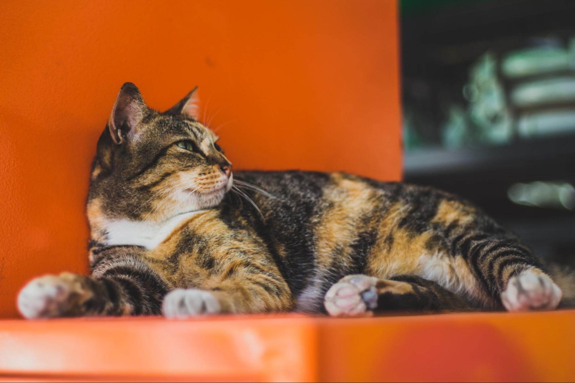 419. AI - tortoiseshell-cat-temperament-1