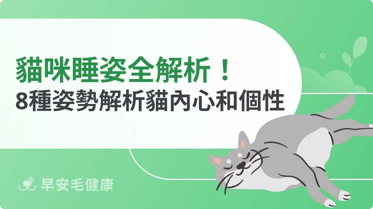 貓咪睡姿分析!趴睡、母雞蹲等10種睡姿,讀懂喵星人性格與想法
