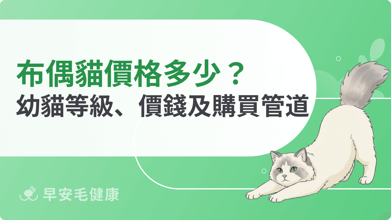 布偶貓價格多少?幼貓行情解析,新手買貓全攻略!
