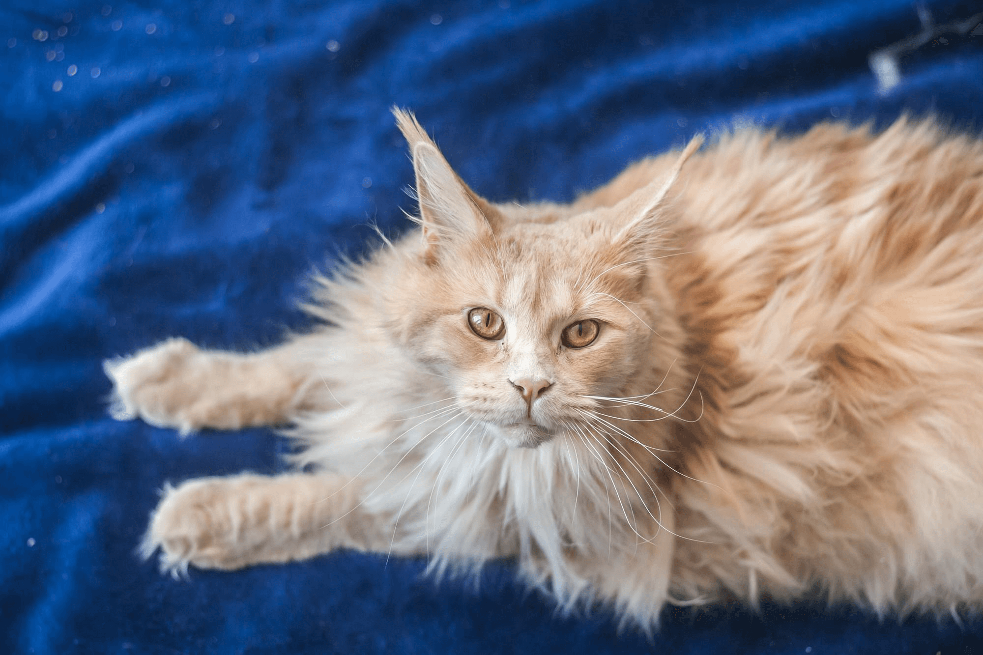 354. AI - norwegian-forest-cat-maine-coon-comparison-1