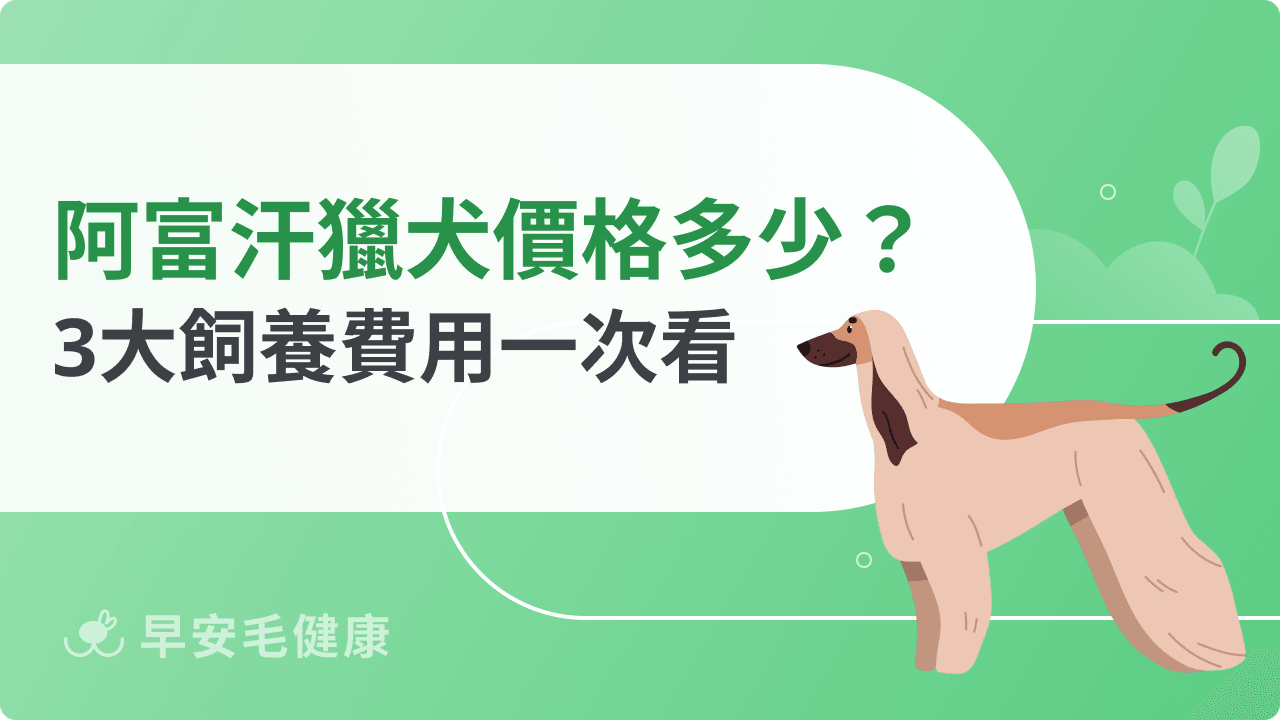 阿富汗獵犬價格多少？新手最想知道的真實成本資訊