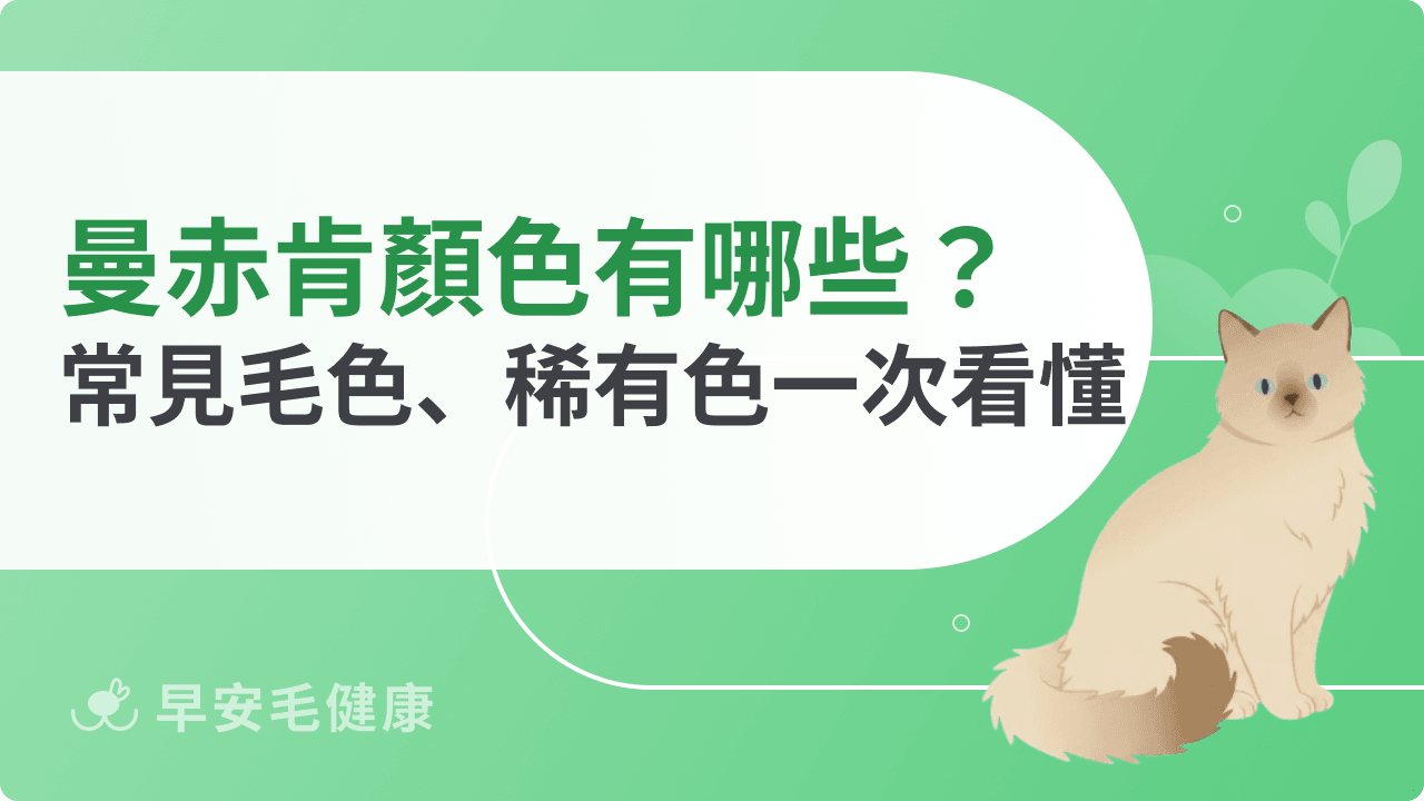 曼赤肯顏色有哪些？常見毛色、稀有色一次看懂