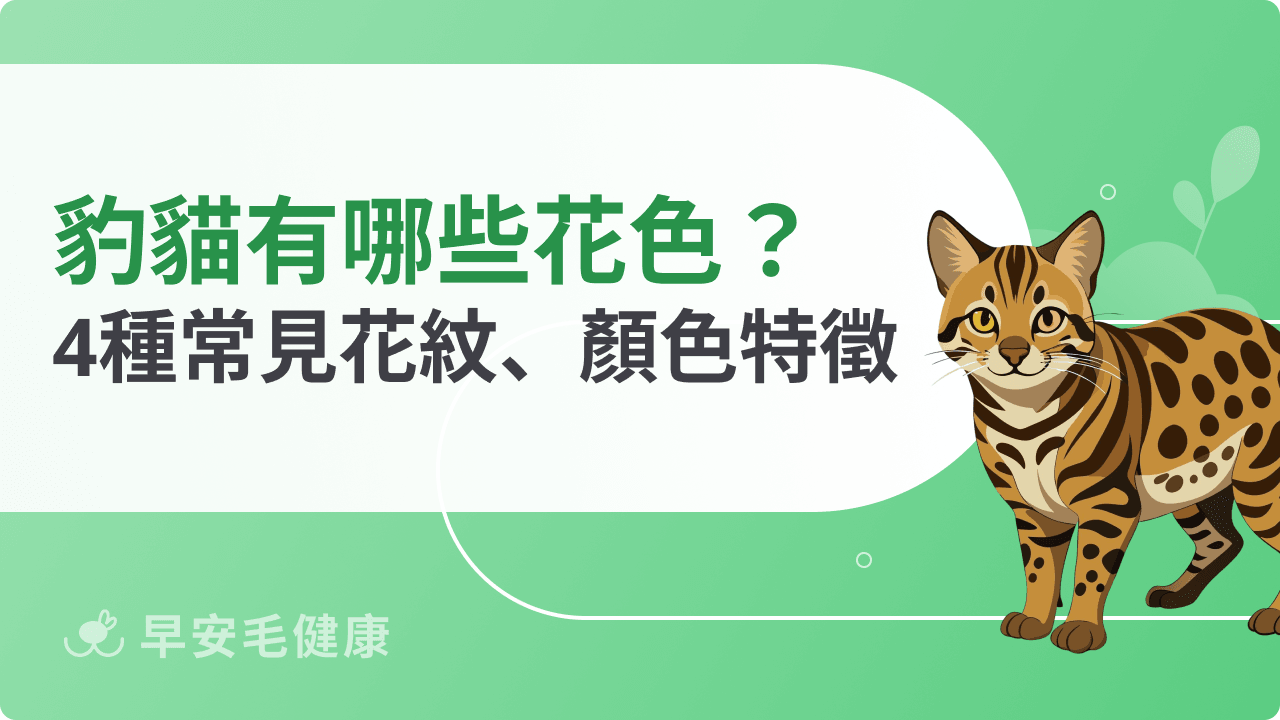 豹貓顏色有哪些？常見花色種類與特徵一次整理