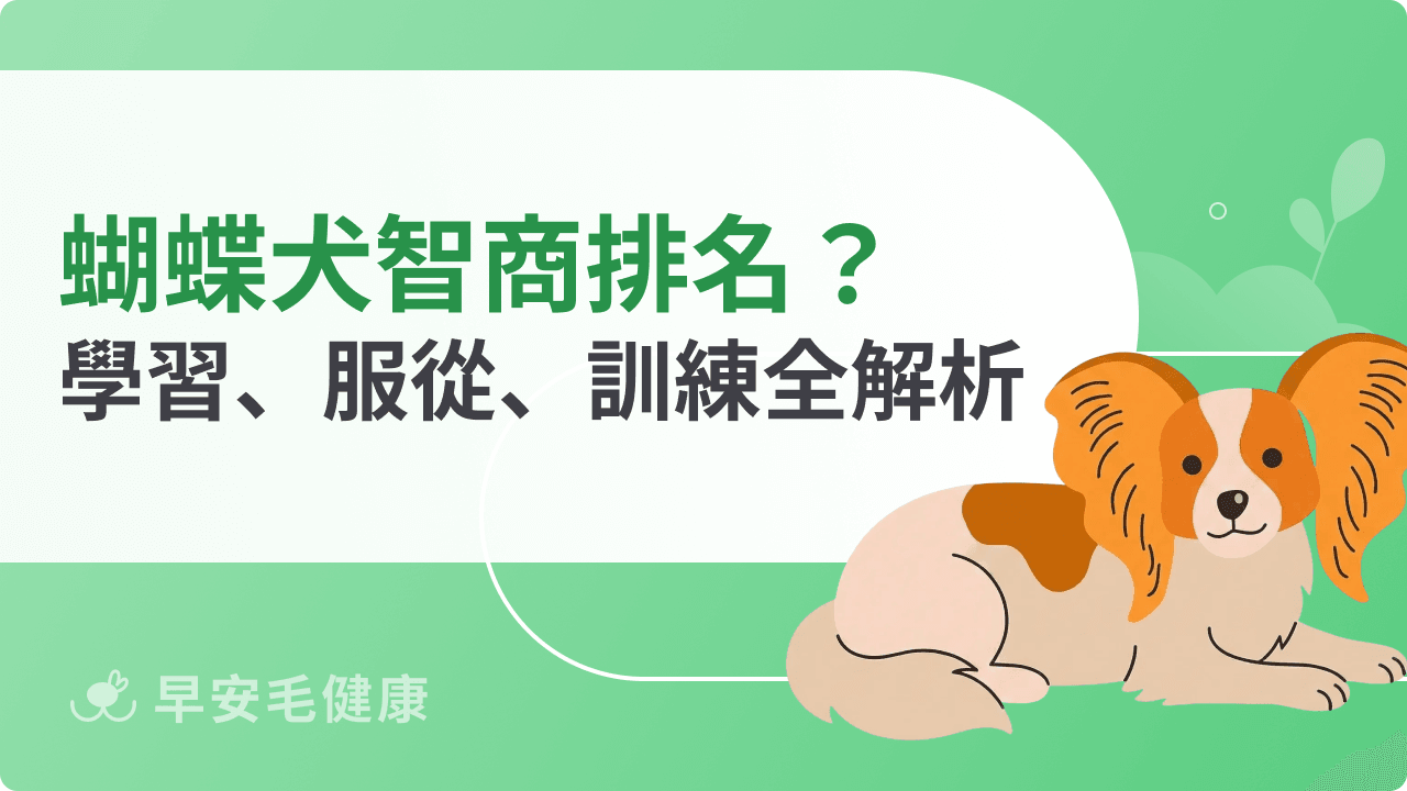 蝴蝶犬智商排名公開！學習速度、服從性、訓練表現全解密