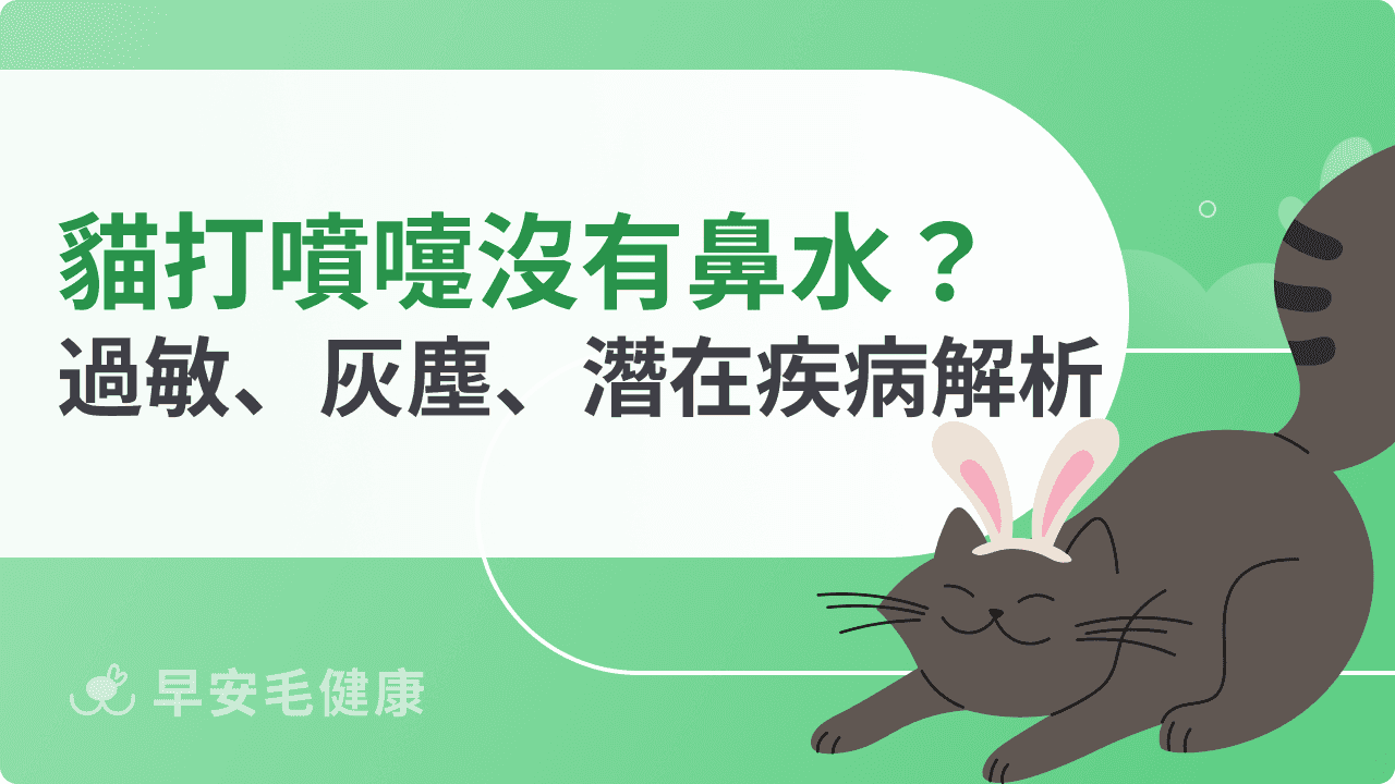 貓打噴嚏沒有鼻水要緊嗎？過敏、灰塵、潛在疾病解析