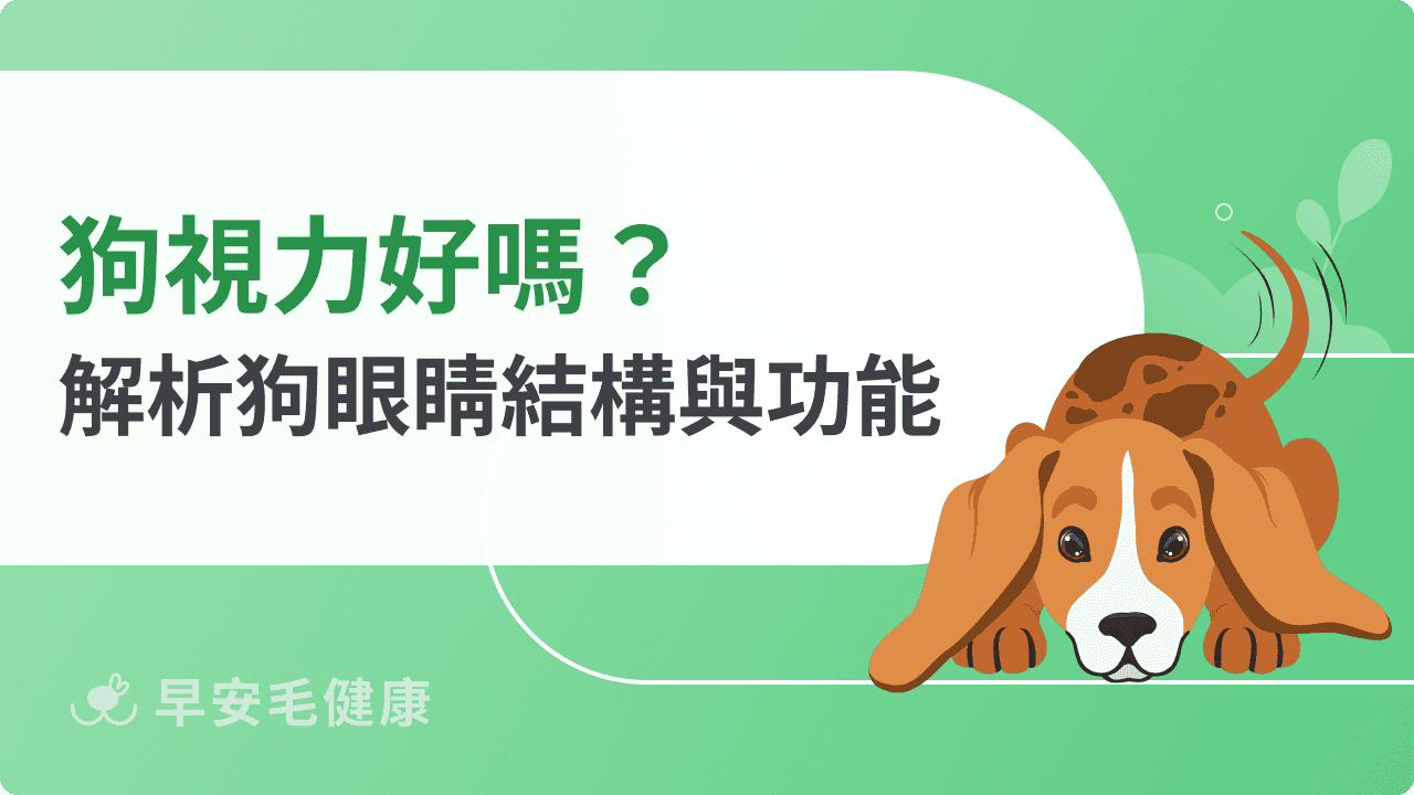狗視力與人類差在哪？解析狗狗眼睛結構、看世界的樣子
