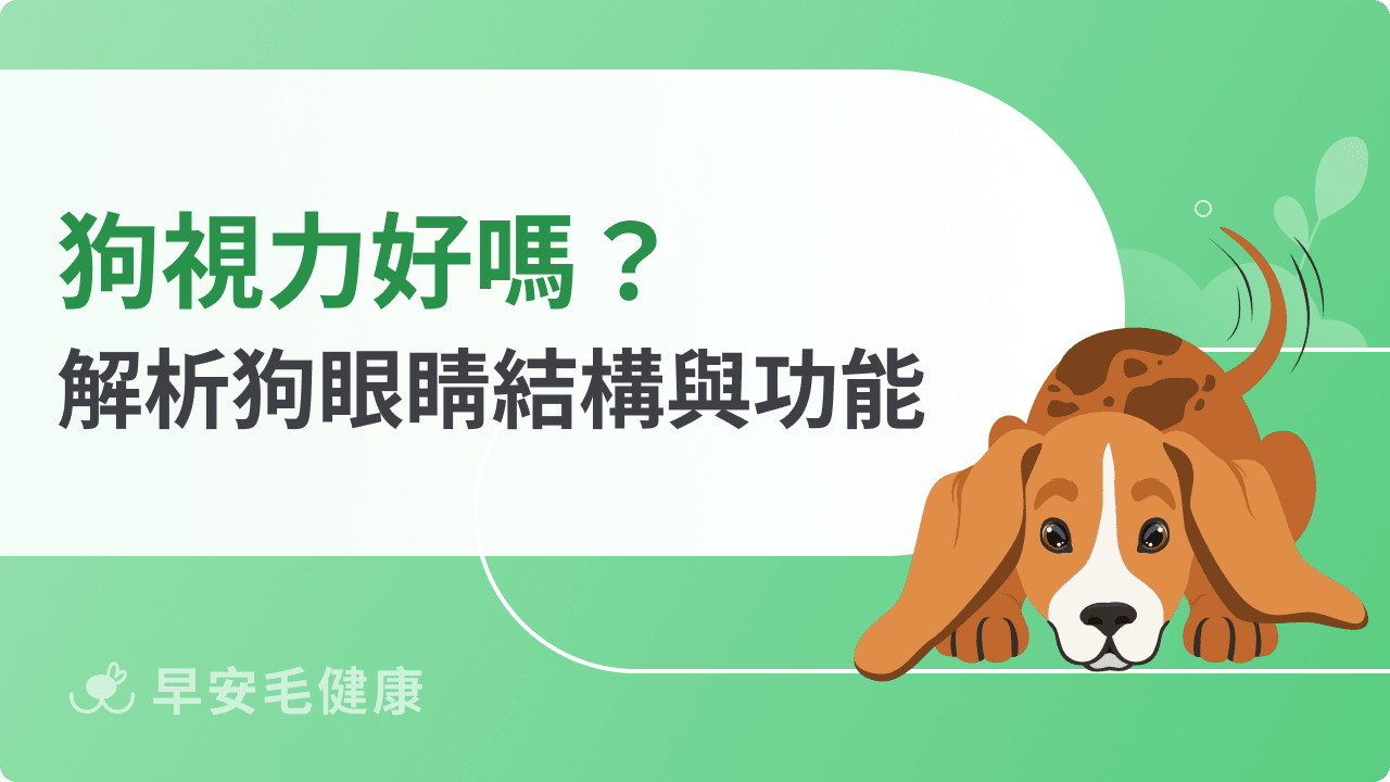 狗視力與人類差在哪？解析狗狗眼睛結構、看世界的樣子