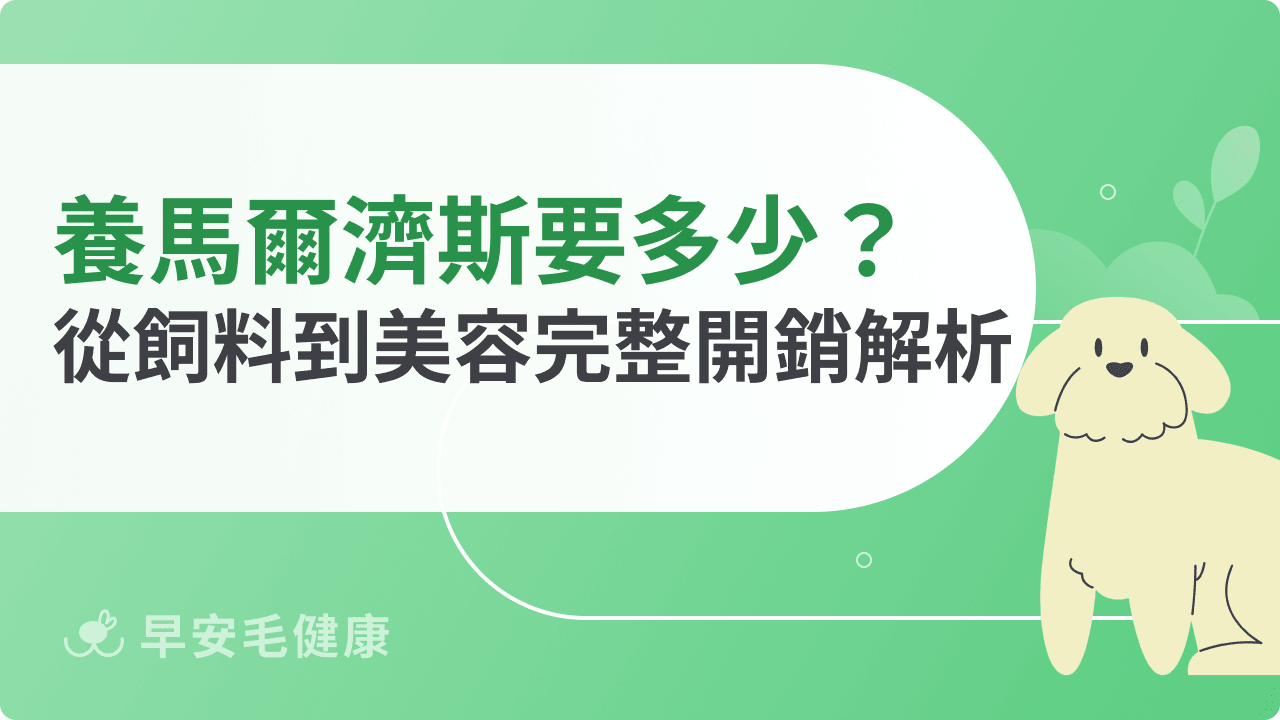 養馬爾濟斯花費多少?從飼料、醫療到美容的完整開銷解析
