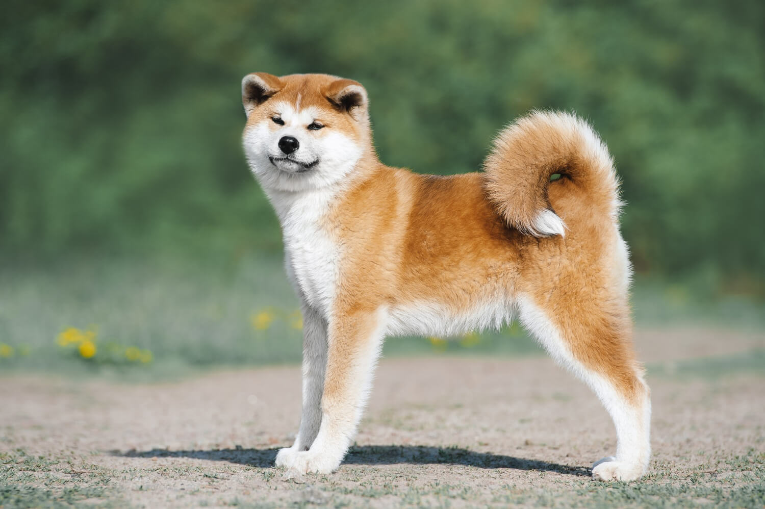 3.shiba-inu-guide-Akita-Inu