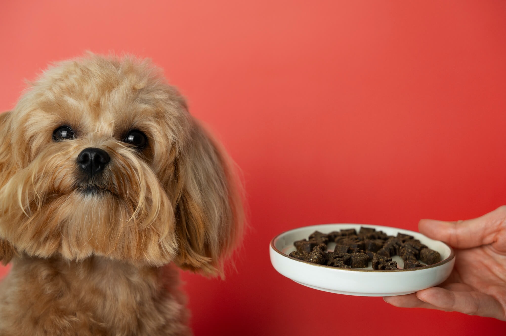 87. dog-food-recommendation-4