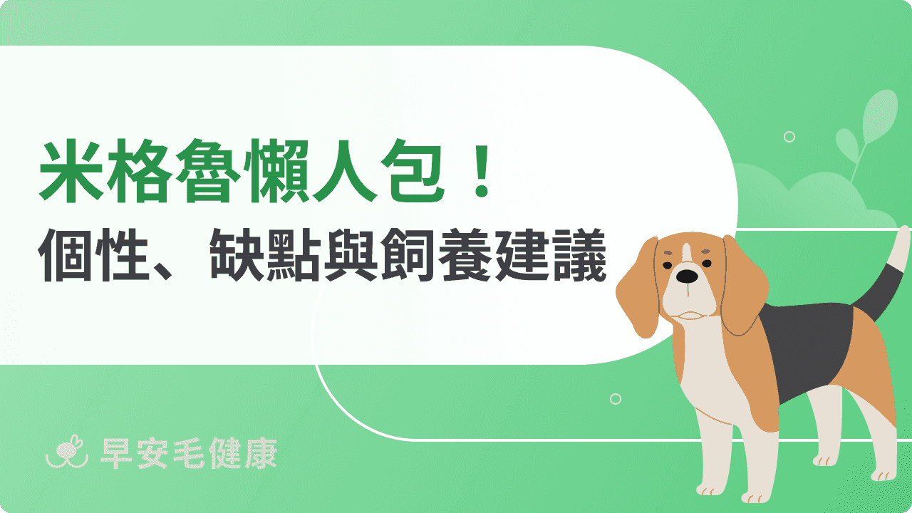 米格魯是「史努比」原型?米格魯價格、缺點、智商與飼養建議