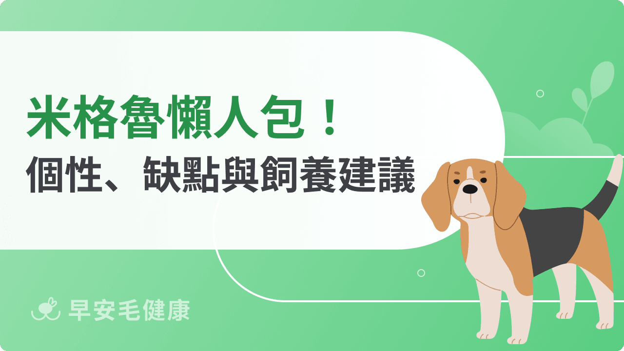 米格魯懶人包！可愛小獵犬個性、智商、缺點與飼養建議