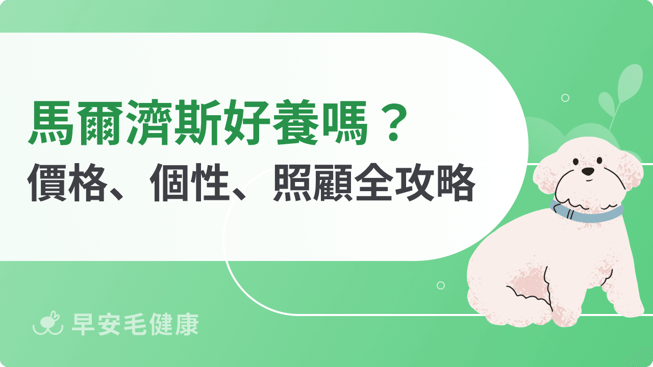 馬爾濟斯懶人包！馬爾濟斯價格、個性、缺點與照顧指南