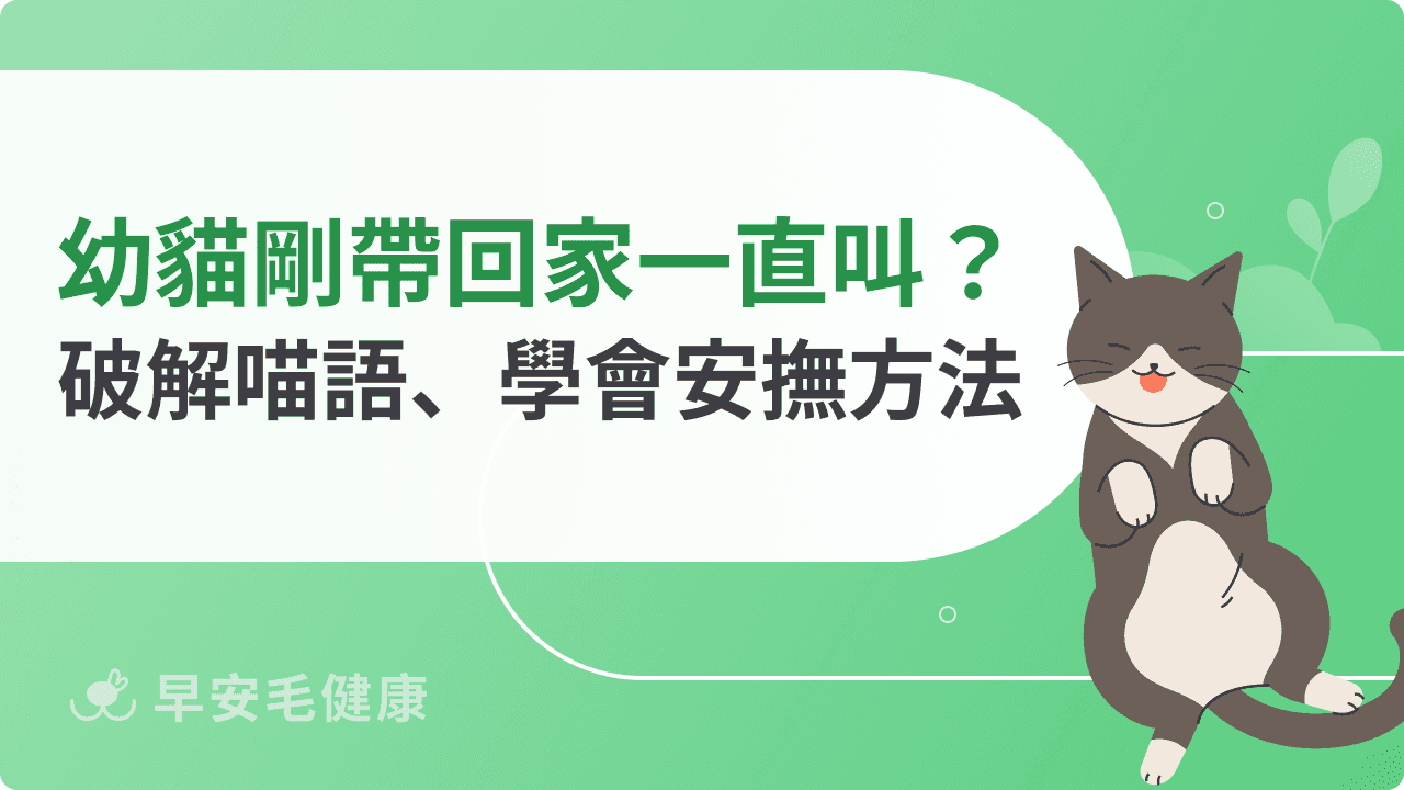 幼貓剛帶回家一直叫？破解喵語訊號、學會安撫新手小貓