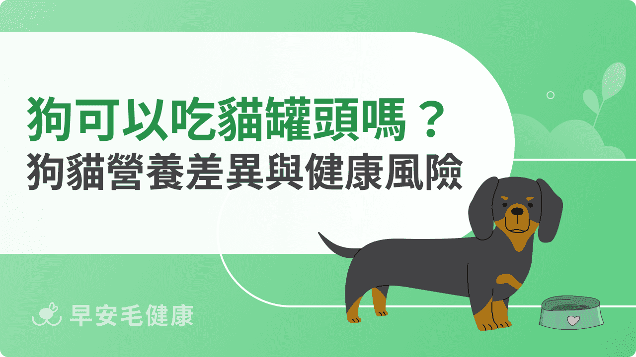 狗可以吃貓罐頭嗎？完整解析狗貓營養需求差異與健康風險