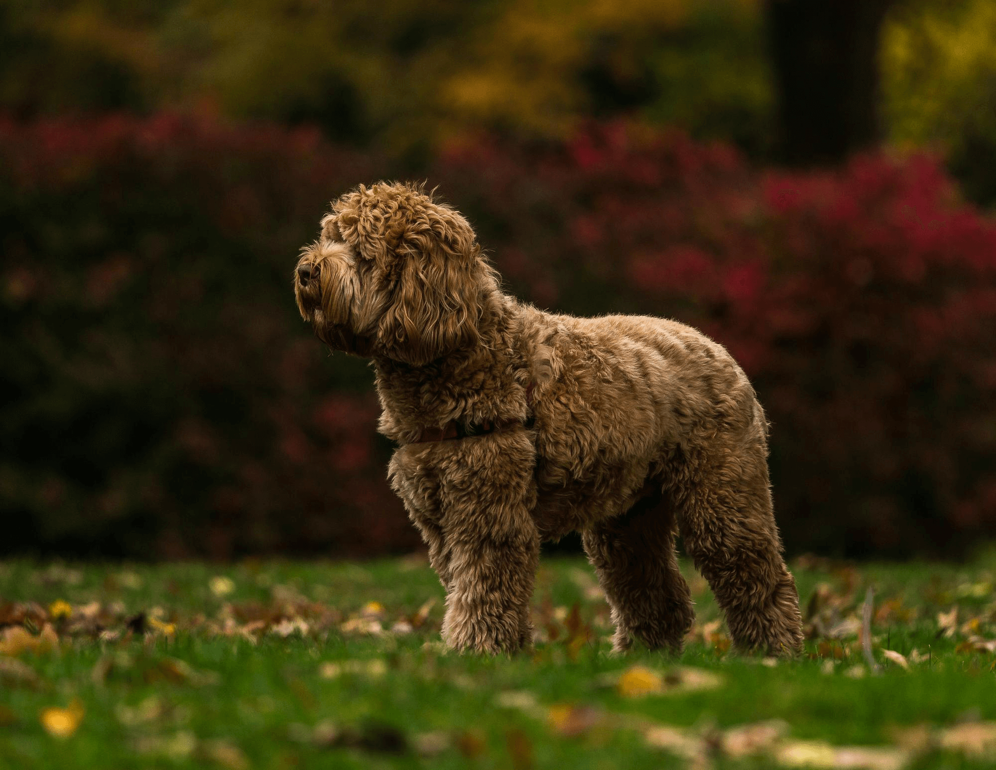 391. AI - labradoodle-guideline-1