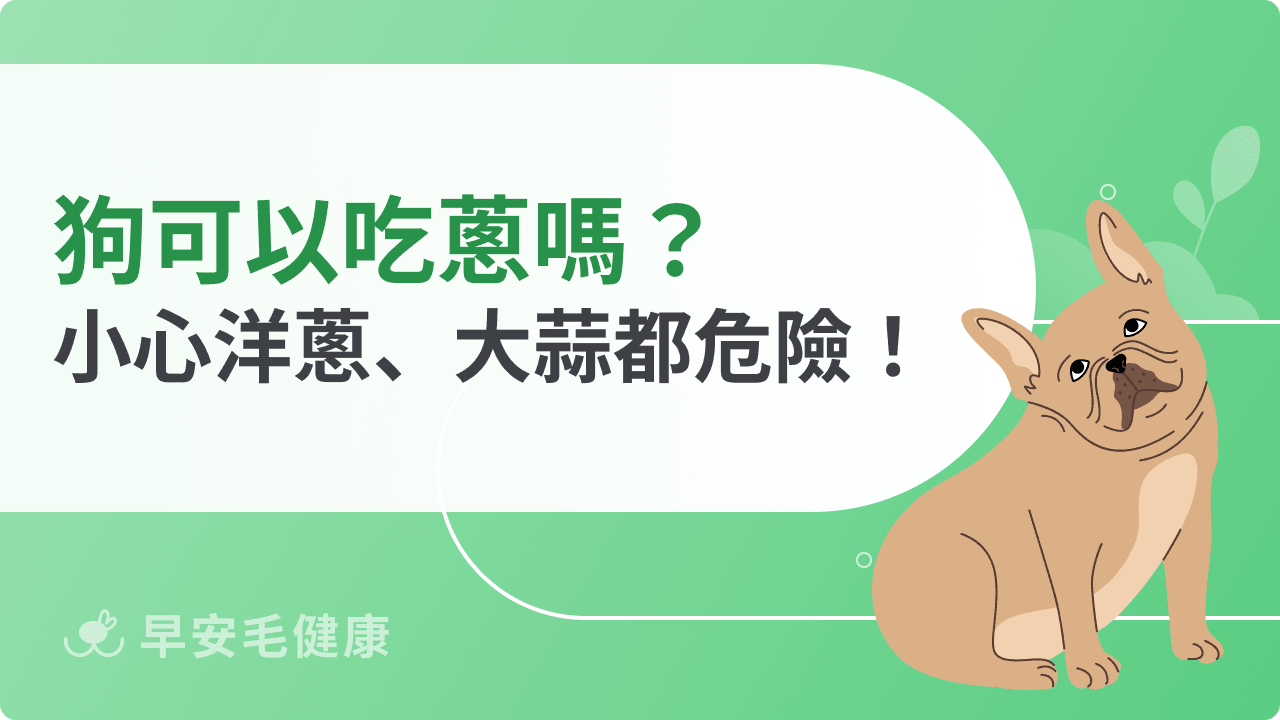 狗吃洋蔥每一口都危險？狗狗中毒症狀與急救指南！