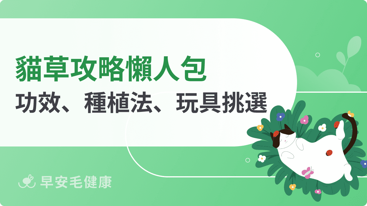 貓草怎麼種？新手必學 3 步驟「爆盆」種植法與餵食頻率