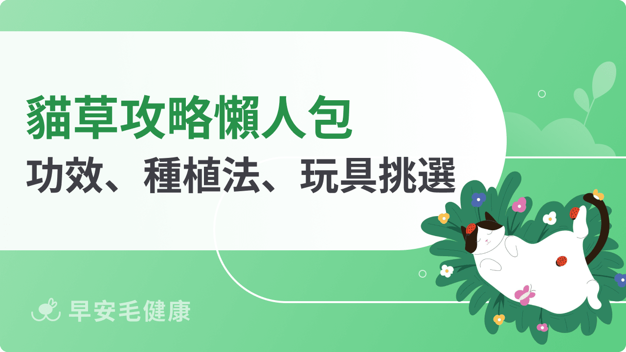 貓草怎麼種？新手必學 3 步驟「爆盆」種植法與餵食頻率