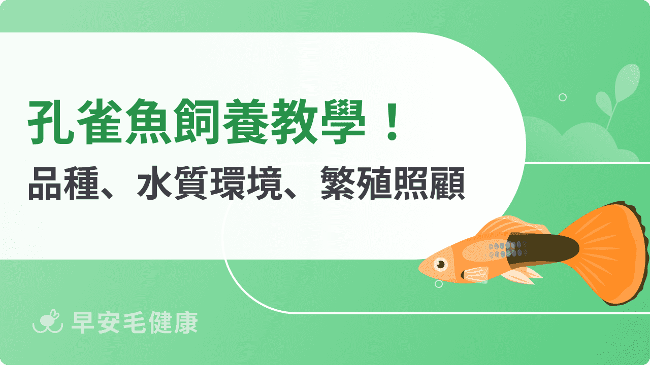 孔雀魚從入門到繁殖：新手飼養心法、水草搭配、打氣過濾全攻略！