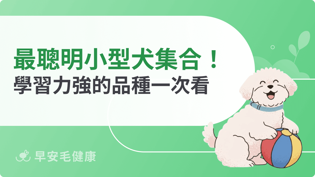 最聰明的小型犬大集合！學習力強、好訓練的品種一次看懂