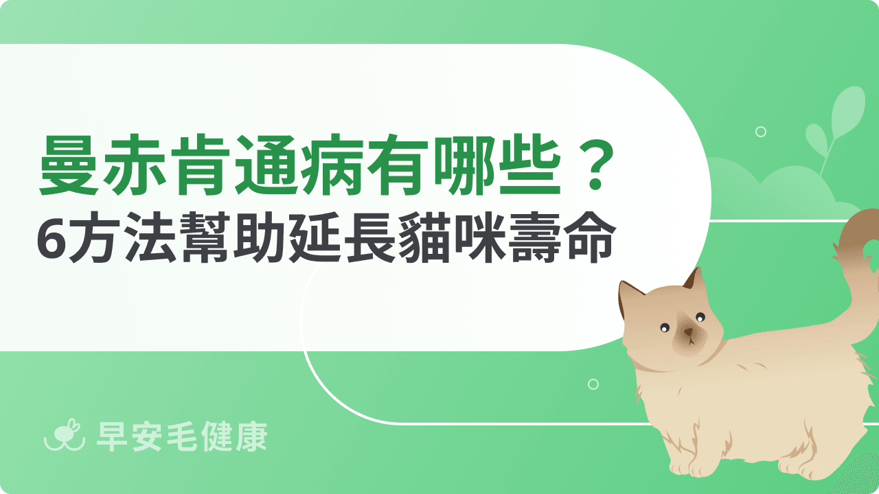 曼赤肯通病有哪些？4個預防方法幫助延長貓咪壽命