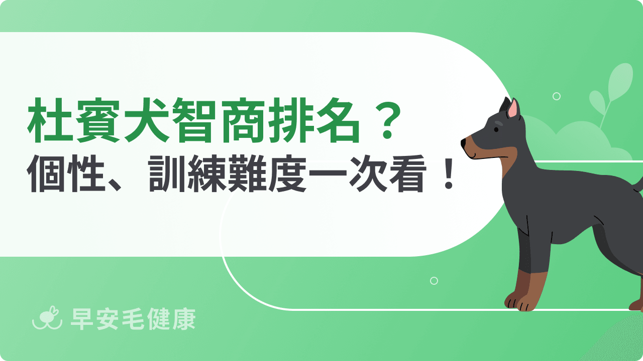 杜賓犬智商有多高？排名、個性特質與訓練難度一次看