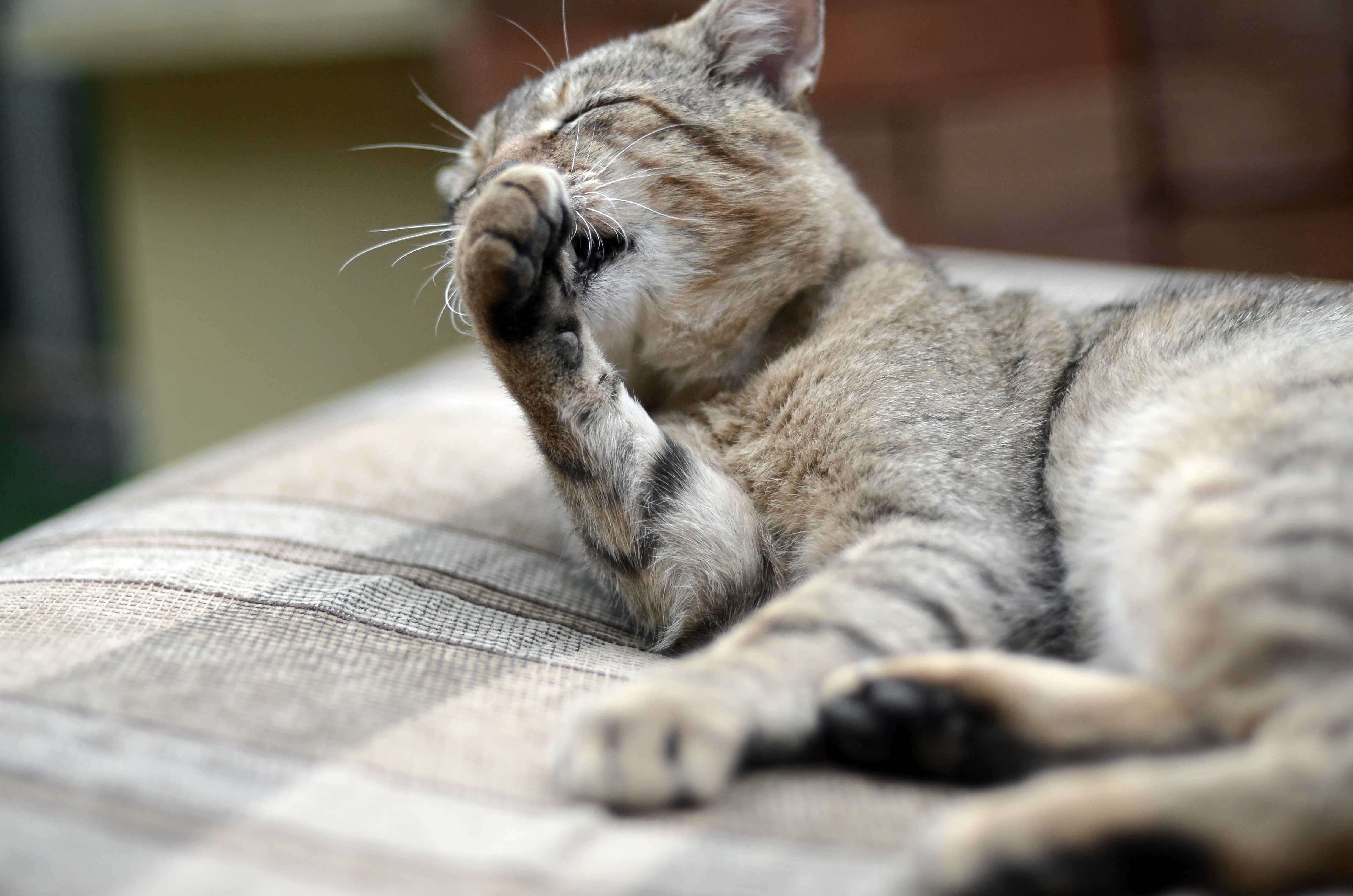 19.cat-sneezing-1