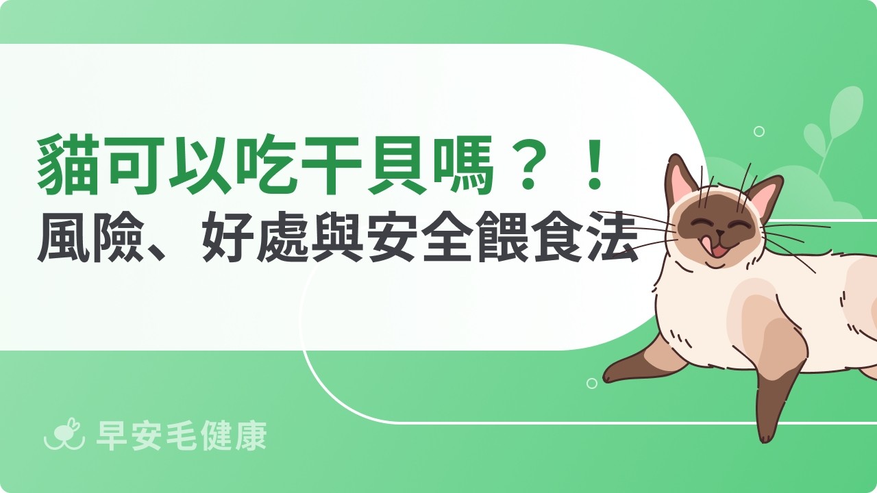 貓可以吃干貝嗎？會過敏嗎？好處、風險與安全餵食重點