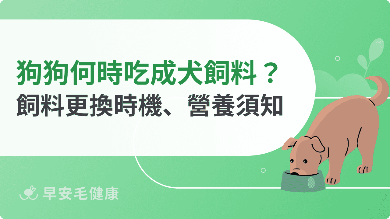 狗狗幾個月可以吃成犬飼料？飼料更換時機、營養須知分享